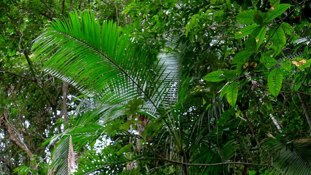 Parque Provincial Guardaparque Horacio Foerster, reserva en Iguazú
