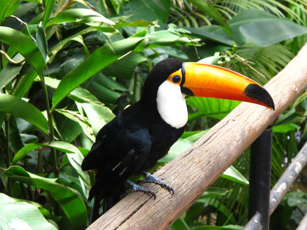 Parque das Aves, atractivo en Iguazú